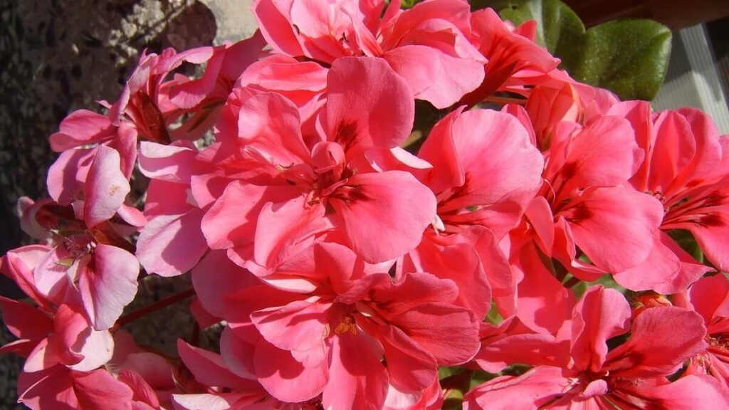 Como cuidar de Onze horas: 11 Dicas do plantio ao cultivo! 1 Flores onze horas rosas no sol