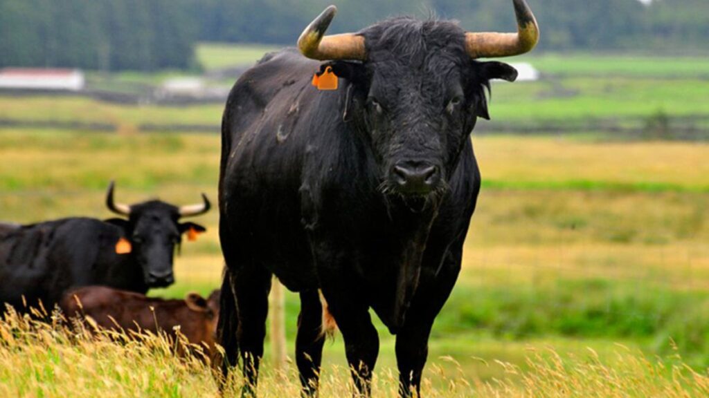 Significado de Sonhar com Boi Preto: Entenda mais do assunto! 2 Sonhar com boi preto