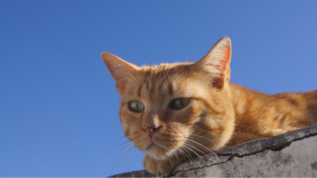 Nomes egípcios, mais de 220 ideias incríveis no artigo! 3 Gato