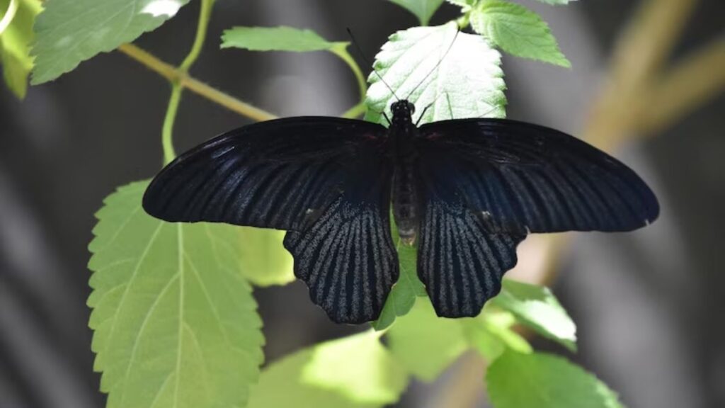 Borboleta preta significado: Descubra o que ela representa! 2 Borboleta preta