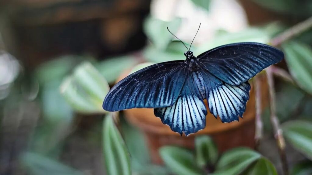Qual é o Significado de Borboleta Dentro de Casas? Simbolismo e Superstição! 2 Borboleta azul dentro de casa